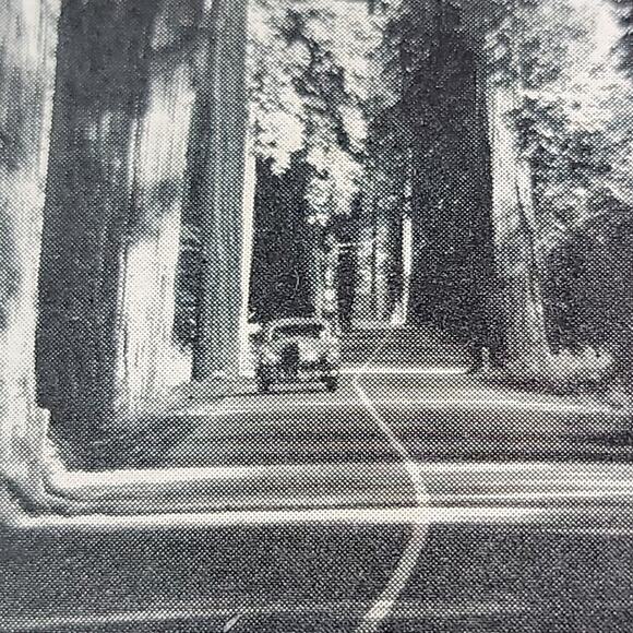 1947 Humbolt County California Vacation In The Redwoods Map Activities Brouchre - Picture 6 of 6